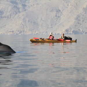 ONE NIGHT/ TWO DAYS KAYAKING TRIP MUSANDAM – OMAN