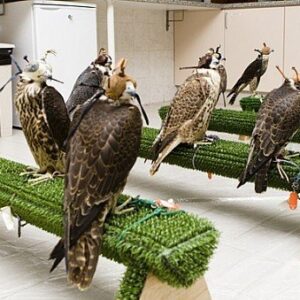Falcon Tour Abu Dhabi