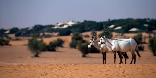 11078266 853752728037133 6774326157683315666 o