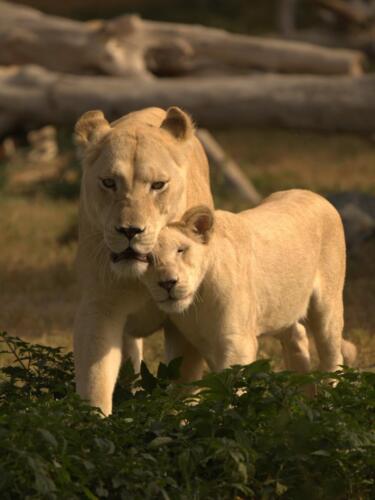 247997851 2958170857832756 4502211369741535721 n