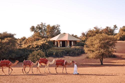 81038043 2697818853630502 4778558288289595392 n