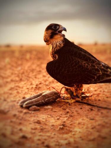 99006194 3018481544897563 2711609172624932864 n