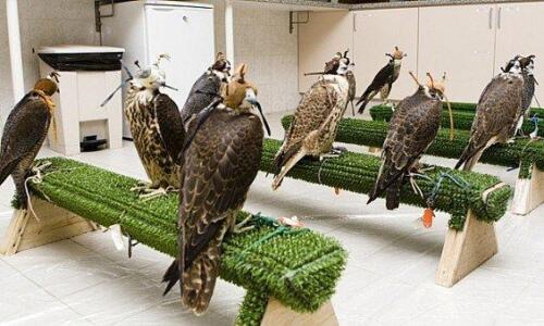 Emirates-Tours-Falcon-Tour1