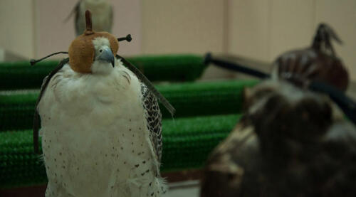 abu-dhabi-falcon-hospital-banner