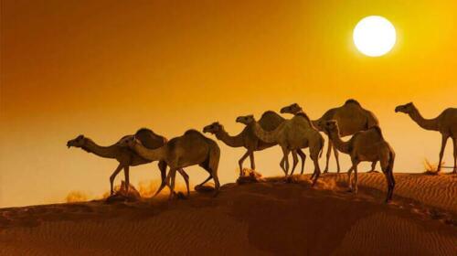 liwa-desert-safari-2