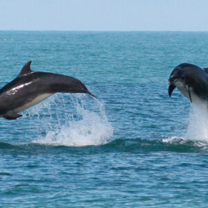 Dolphin Watching