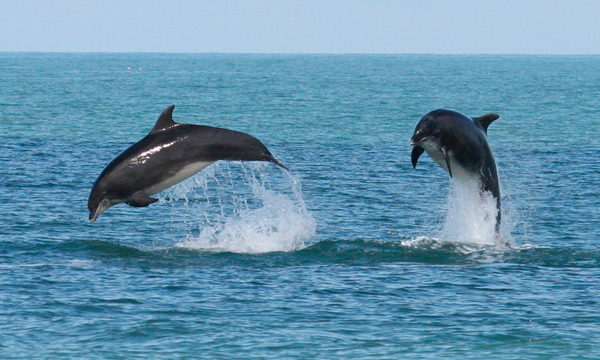 Dolphin Watching