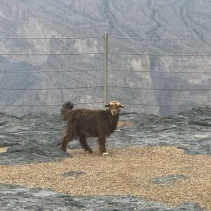 Nizwa & Jebel Shams – Full Day