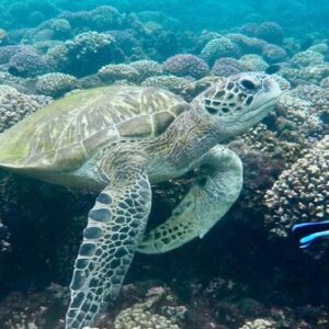 Dolphin Watching & Snorkeling