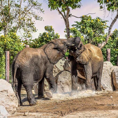 187593057 2840171866299323 6876074604349868327 n