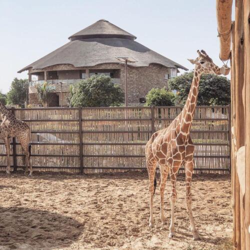 241973735 2926957514287424 9144908251393641299 n