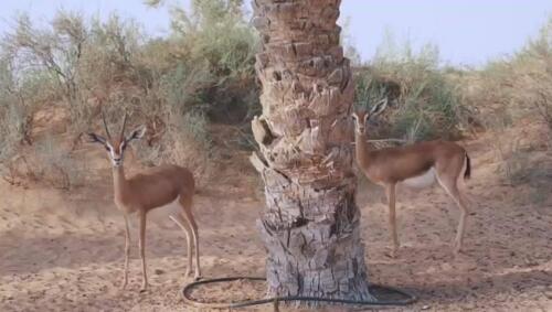 51037745 2122513044494422 3979920926463492096 n