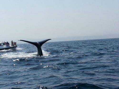 IMG 0724.36201120 std