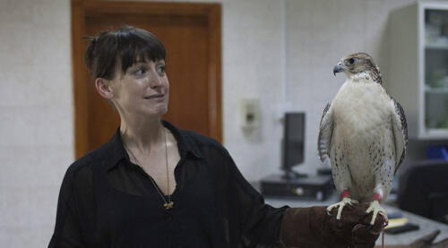 abu-dhabi-falcol-banner