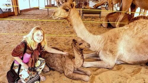 al-ain-camel-market