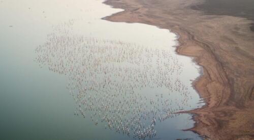 al-wathba-flamino-2-scaled