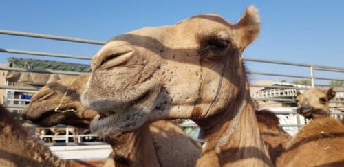 img-20200207-wa0005-largejpg