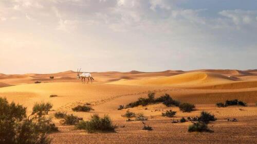 liwa-desert-safari-5