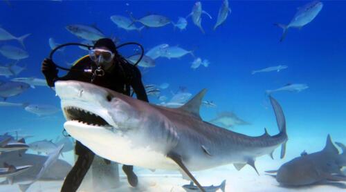 scuba-diving-in-dubai-aquarium