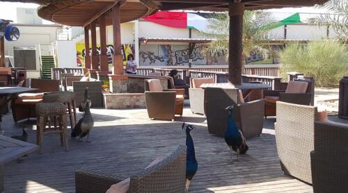 skydive-breakfast-area