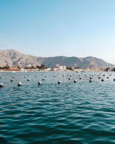 suwaidi-pearl-farm-ras